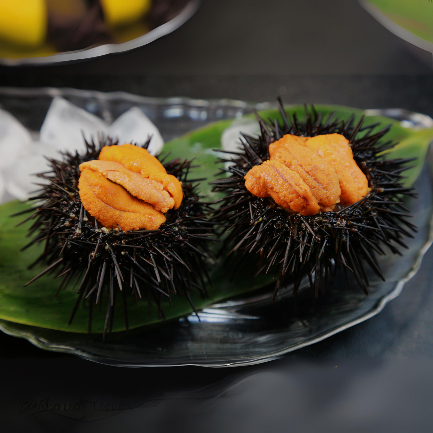 Diver Caught Live Sea Urchin