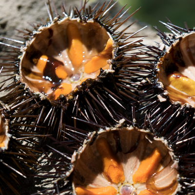 Diver Caught Live Sea Urchin