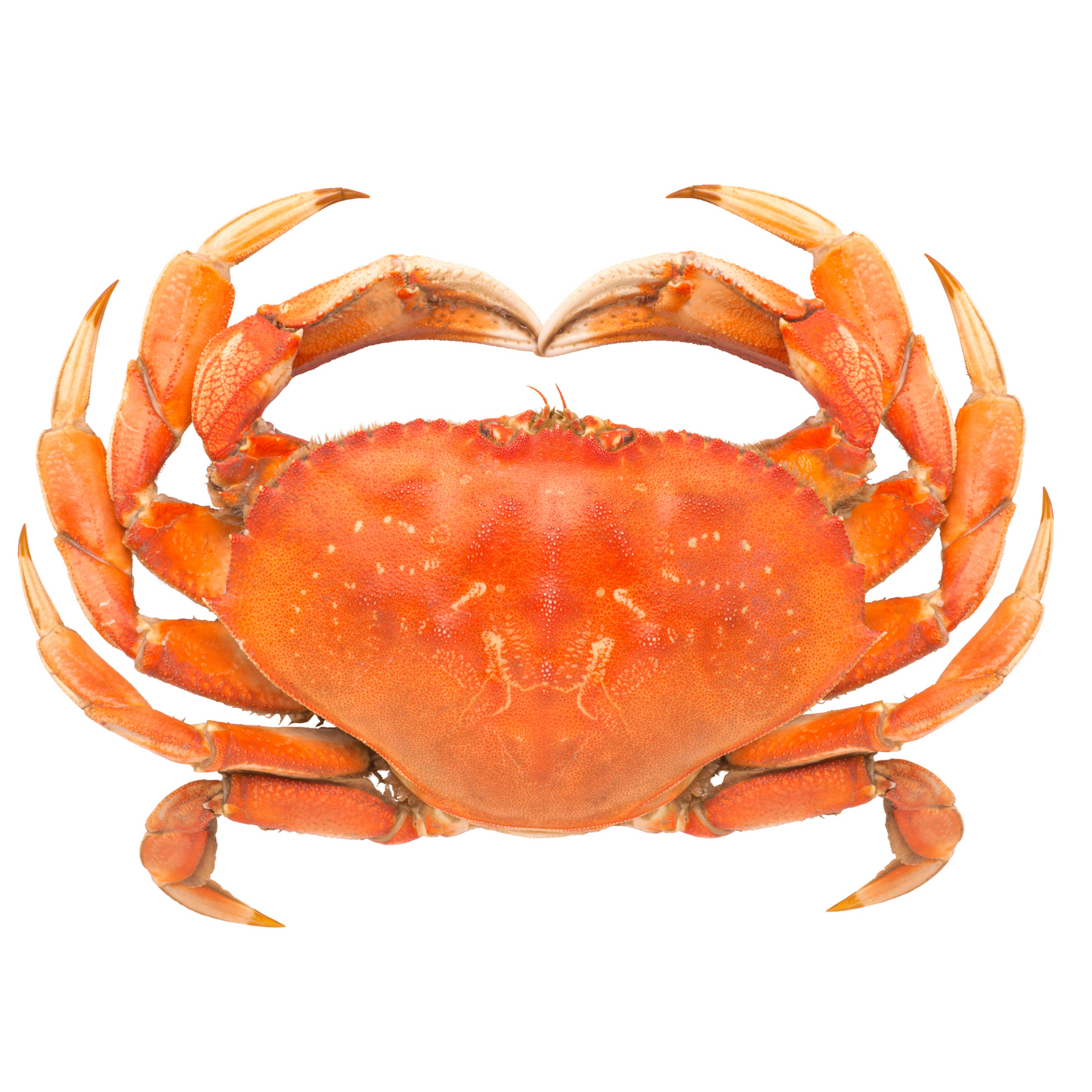 Whole Cooked Dungeness Crab (Box of 4 & 8)