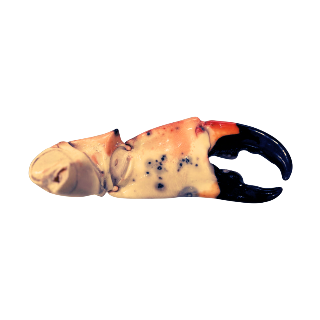 Jumbo Stone Crab Claws (3 - 18lbs)