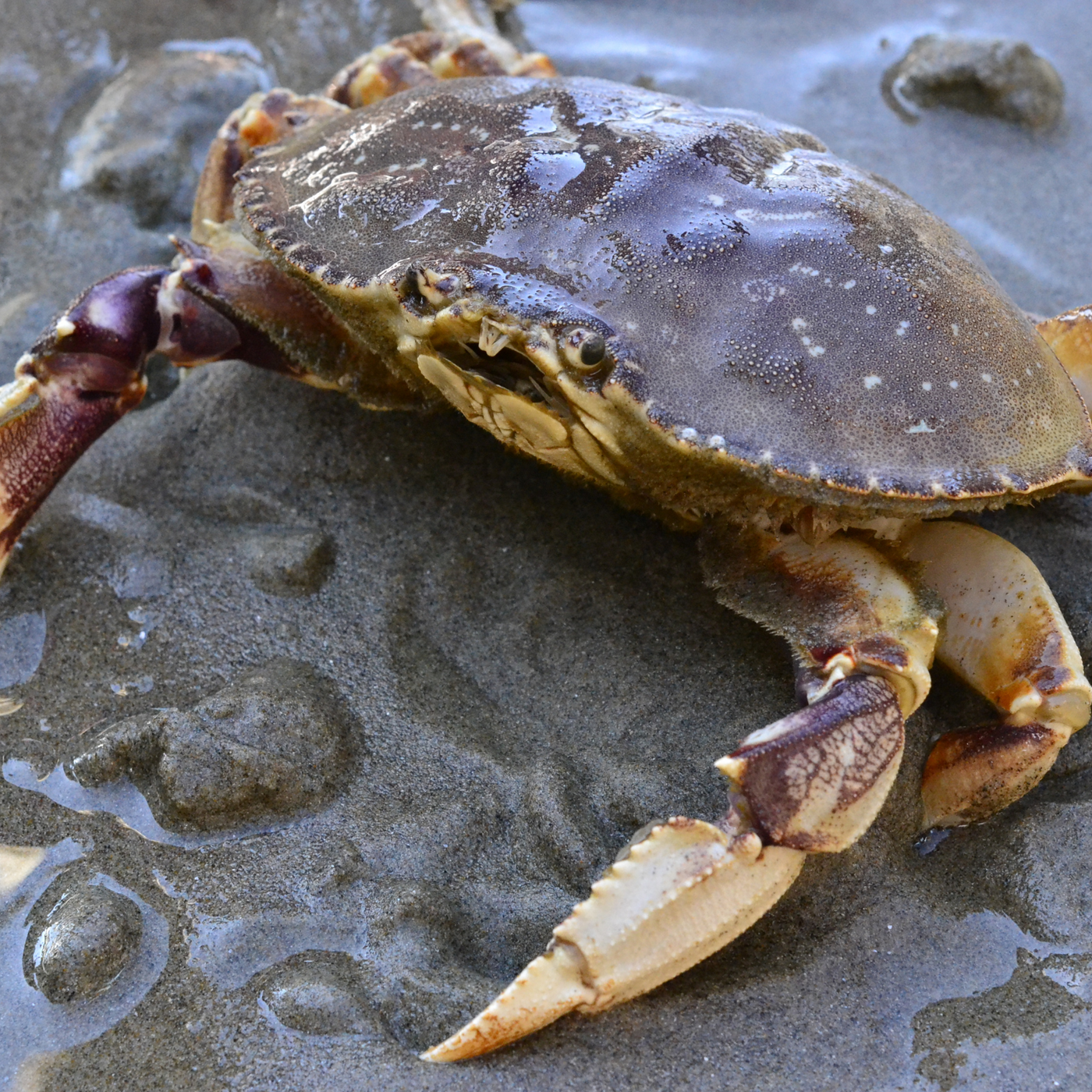 Live Dungeness Crab (Box of 4 & 8)