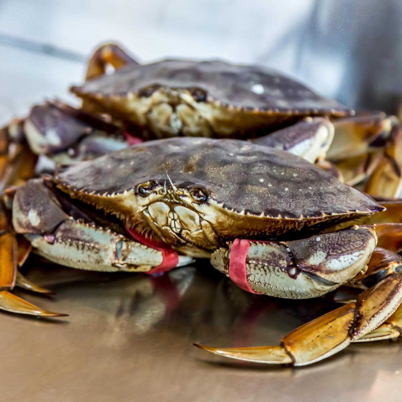 Live Dungeness Crab (Box of 4 & 8)