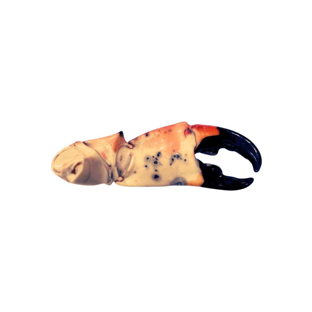 Medium Stone Crab Claws (3 - 18lbs.)