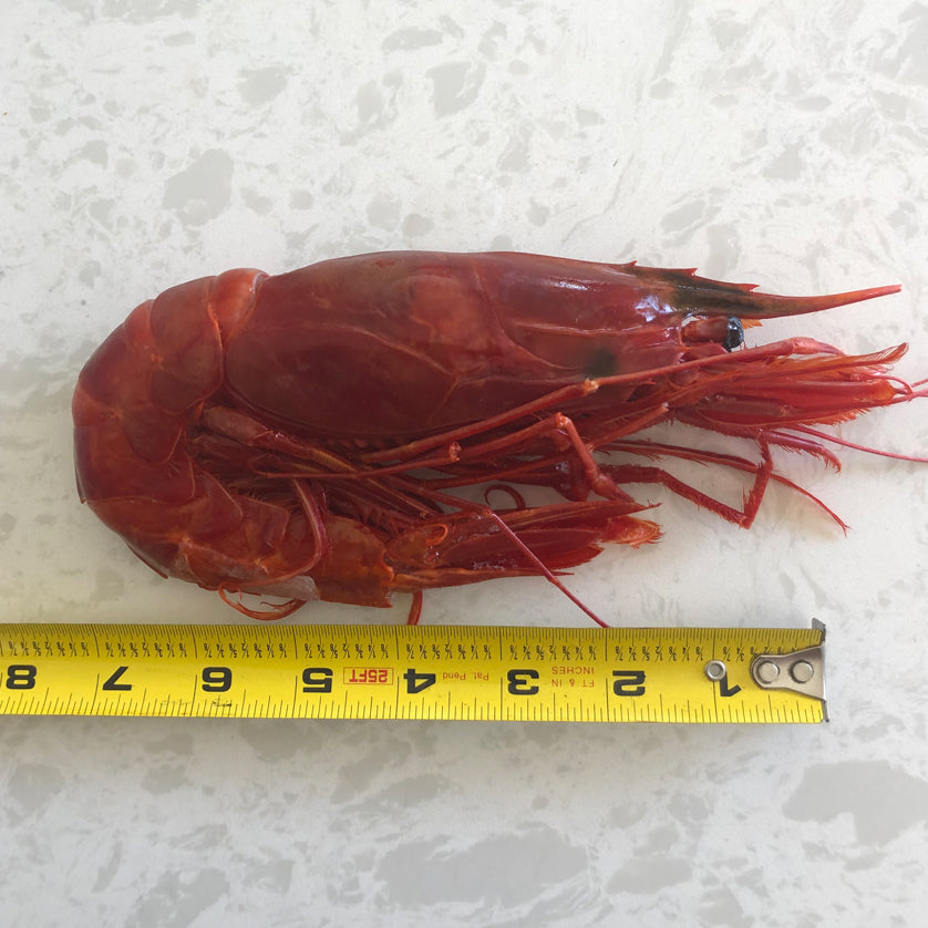 Jumbo Prawns, Red Carabineros. Buy at Kolikof.com.