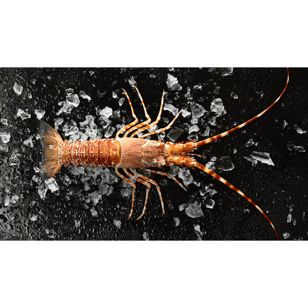South African Lobster Tail (1 pc)