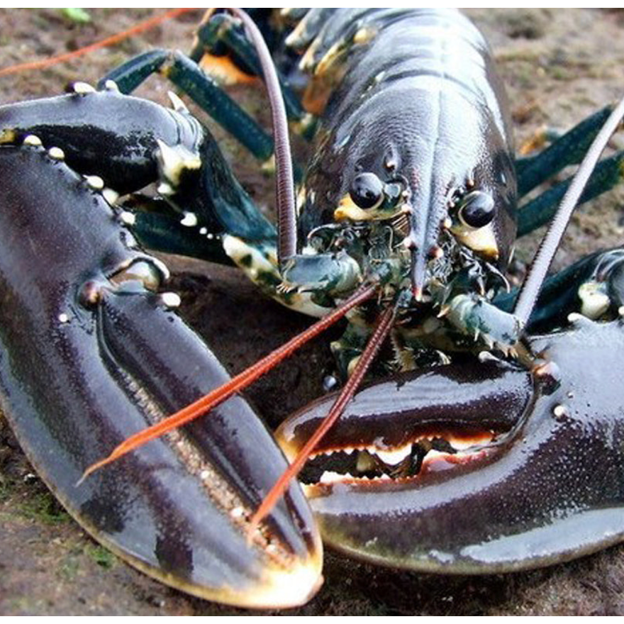 European Blue Lobster Frozen (1 - 2.2lbs)