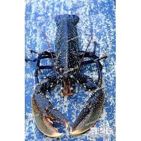 European Blue Lobster Frozen (1 - 2.2lbs)