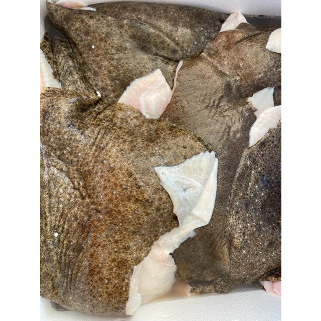 European Turbot Fillet (1 - 2.2lbs)